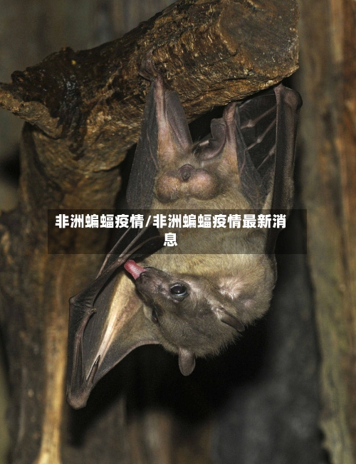 非洲蝙蝠疫情/非洲蝙蝠疫情最新消息-第3张图片