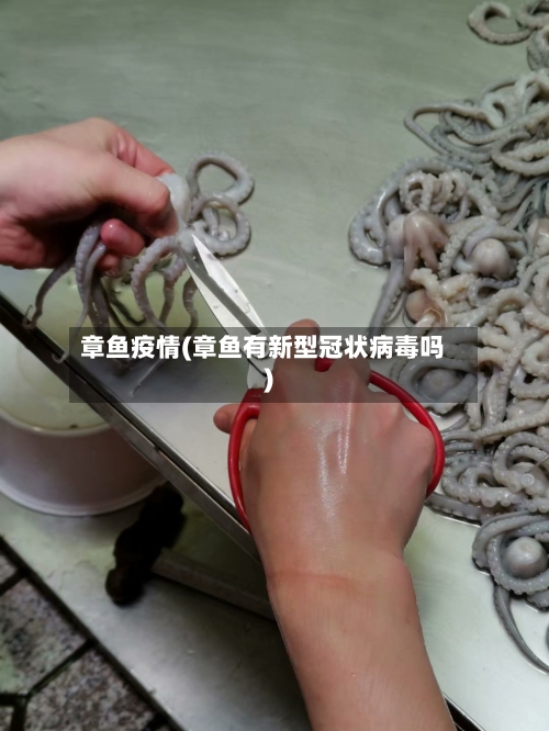 章鱼疫情(章鱼有新型冠状病毒吗)-第2张图片