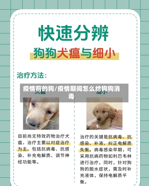 疫情前的狗/疫情期间怎么给狗狗消毒