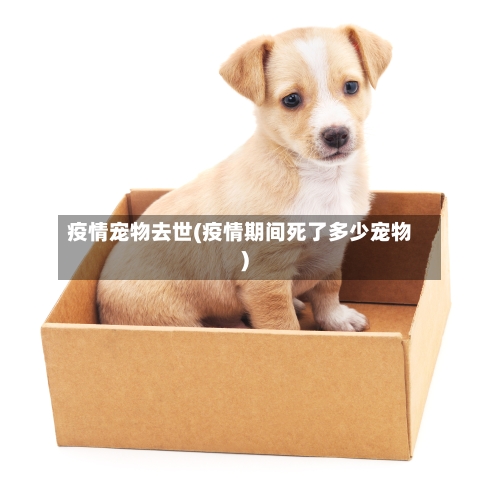 疫情宠物去世(疫情期间死了多少宠物)