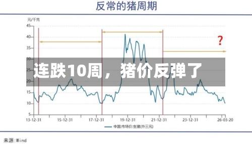 连跌10周，猪价反弹了-第2张图片