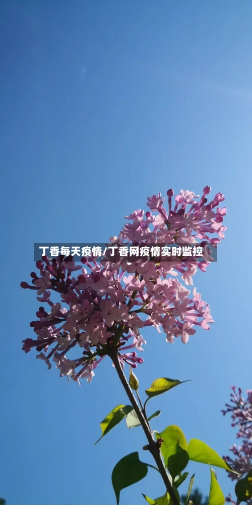 丁香每天疫情/丁香网疫情实时监控-第2张图片