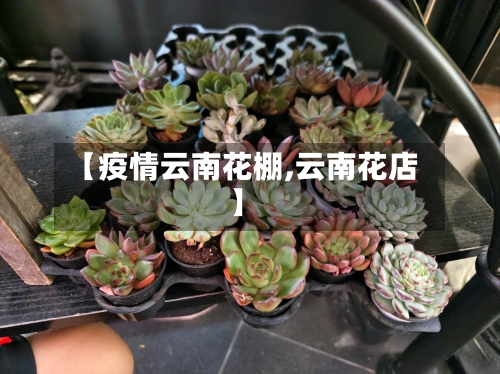 【疫情云南花棚,云南花店】