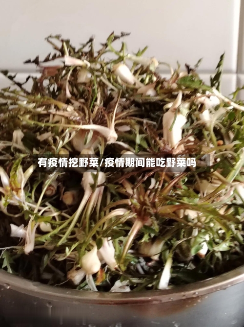 有疫情挖野菜/疫情期间能吃野菜吗-第2张图片