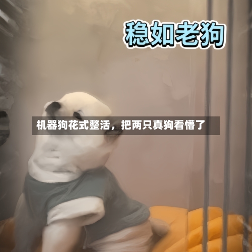 机器狗花式整活	，把两只真狗看懵了-第3张图片