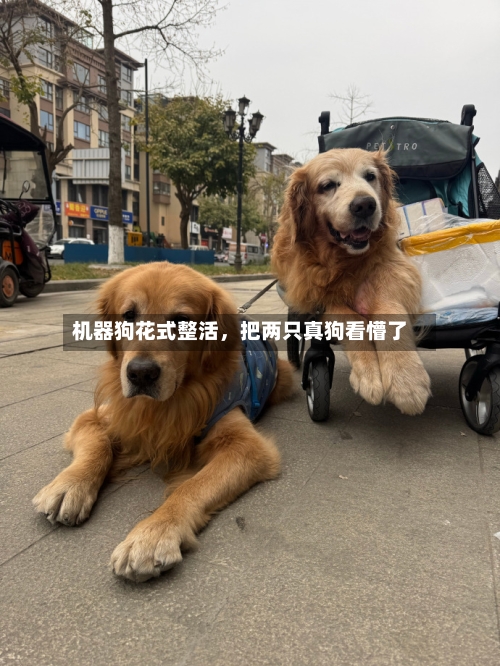 机器狗花式整活，把两只真狗看懵了