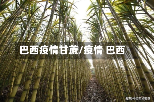 巴西疫情甘蔗/疫情 巴西-第2张图片