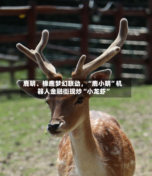 鹿明、橡鹿梦幻联动，“鹿小明”机器人金融街现炒“小龙虾”