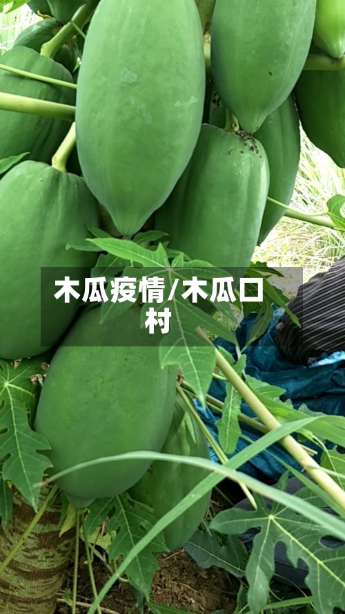 木瓜疫情/木瓜口村-第2张图片