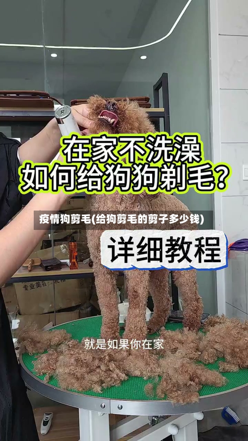 疫情狗剪毛(给狗剪毛的剪子多少钱)
