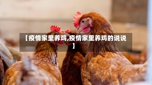 【疫情家里养鸡,疫情家里养鸡的说说】