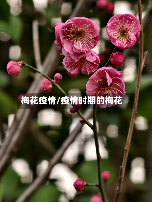 梅花疫情/疫情时期的梅花