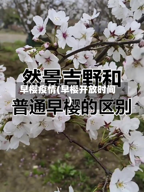 早樱疫情(早樱开放时间)-第2张图片