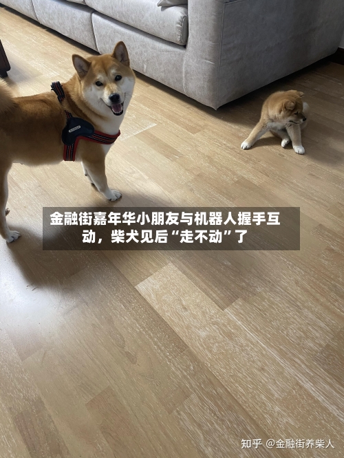金融街嘉年华小朋友与机器人握手互动，柴犬见后“走不动”了