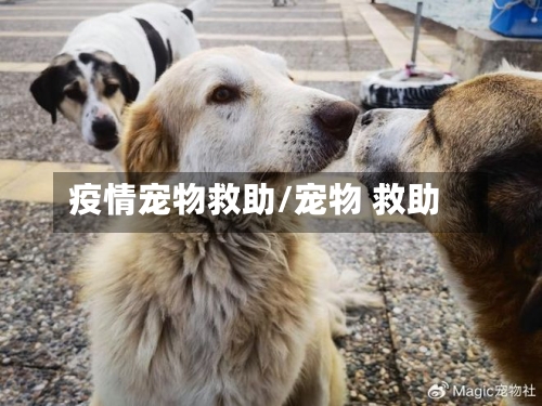 疫情宠物救助/宠物 救助-第3张图片