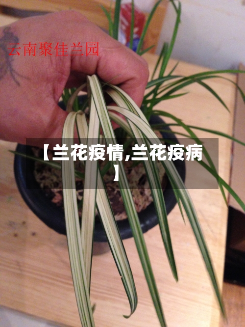【兰花疫情,兰花疫病】