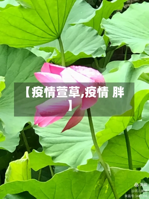 【疫情萱草,疫情 胖】