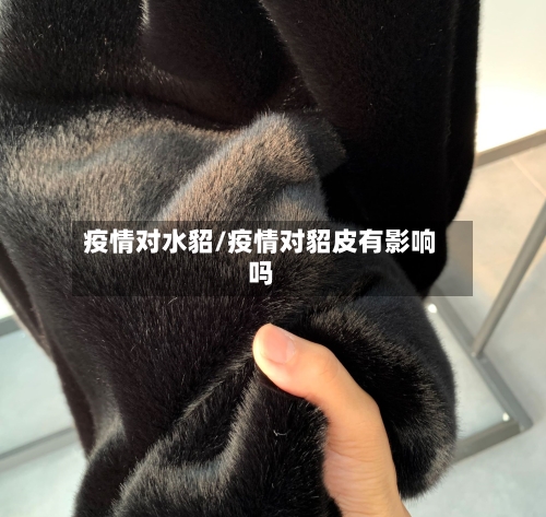 疫情对水貂/疫情对貂皮有影响吗-第2张图片