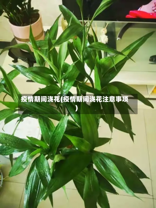 疫情期间浇花(疫情期间浇花注意事项)