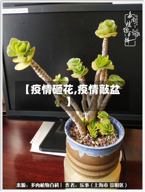 【疫情砸花,疫情敲盆】