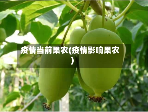 疫情当前果农(疫情影响果农)