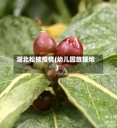湖北松枝疫情(幼儿园放鞭炮)