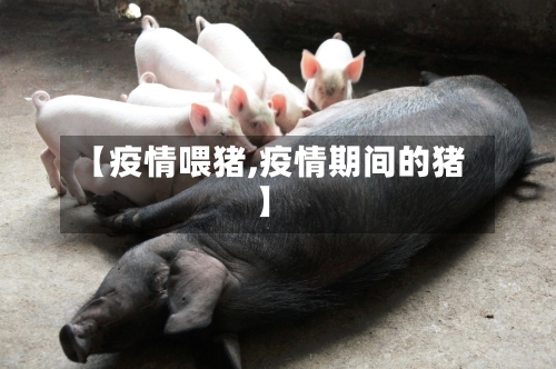 【疫情喂猪,疫情期间的猪】